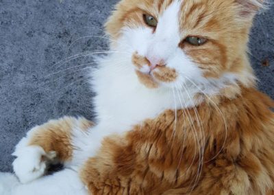 Trame - Chat - Après traitement