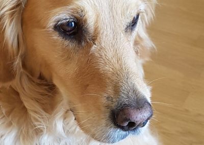 Trame - Chien - Après traitement