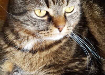 Trame - Chat - Avant traitement