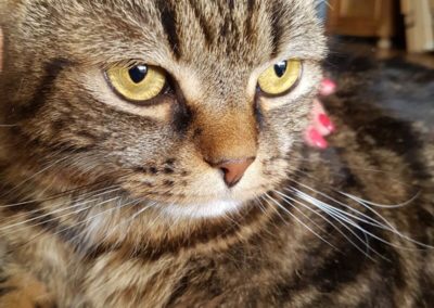Trame - Chat - Après traitement